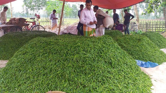 ১০ কেজি মরিচে এক কেজি চাল!
